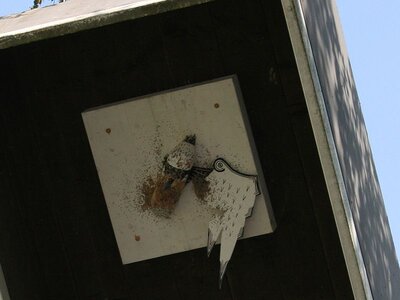 ... Vom Vogel blieb so in kürzester Zeit nicht viel übrig.